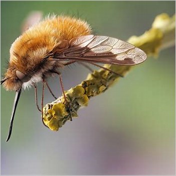 Bombylius Major Large Bee Fly