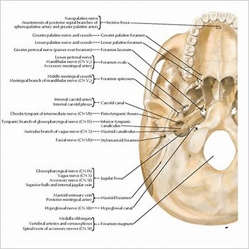 Inferior Tympanic Canaliculus Foramina Of The Skull